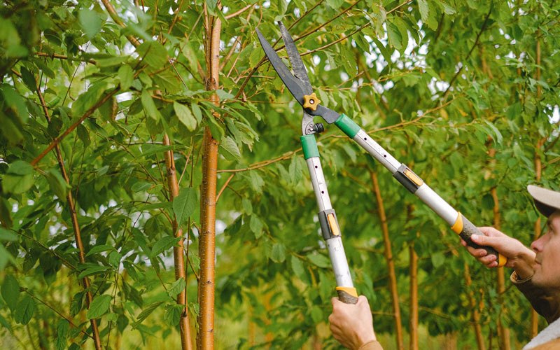 Tree trimming in Coudersport, PA
